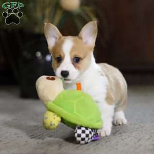 Frank, Pembroke Welsh Corgi Puppy